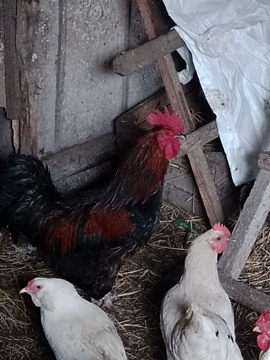 Kogut mieszaniec ras rosa i australorp