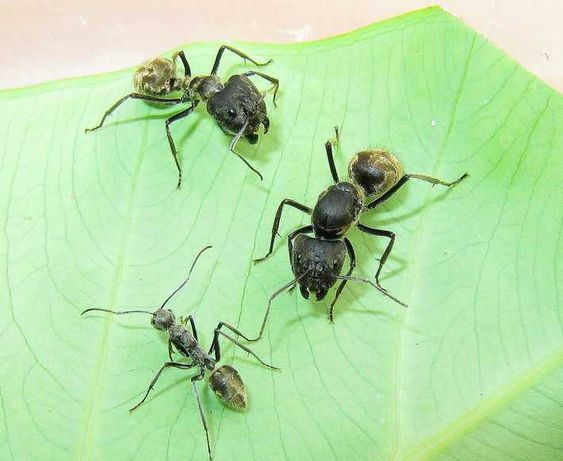 Муравьи Camponotus chinensis формикарий