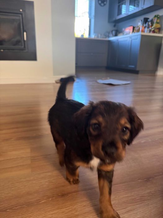 Oddam pieska za darmo