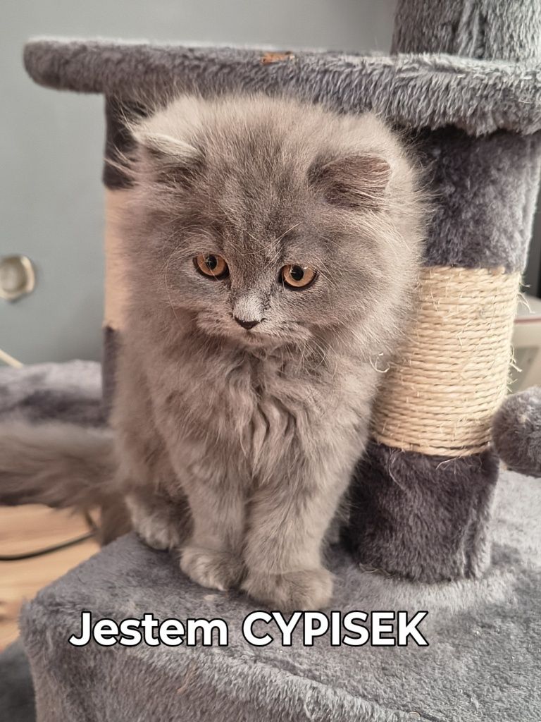 Kotek Brytyjski niebieski długowłosy