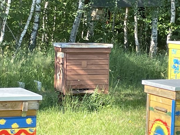Pszczoły w ulu warszawskie poszerzane