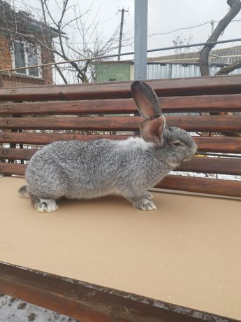 Кролики породи Шиншила