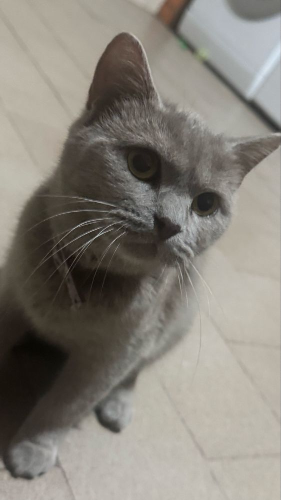 Gatinhos lindos adoção
