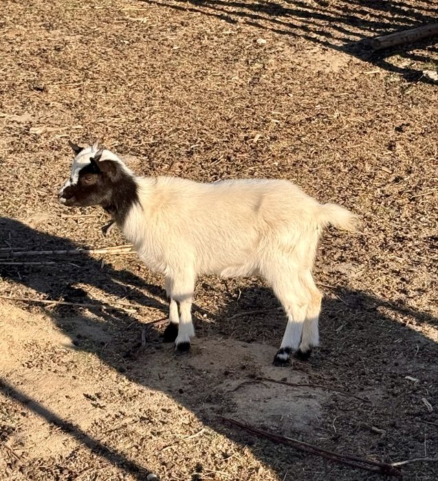 Vendo lote de 4 Cabras anãs