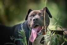 RAMEN - wspaniały pitbull/amstaff szuka swojego człowieka!