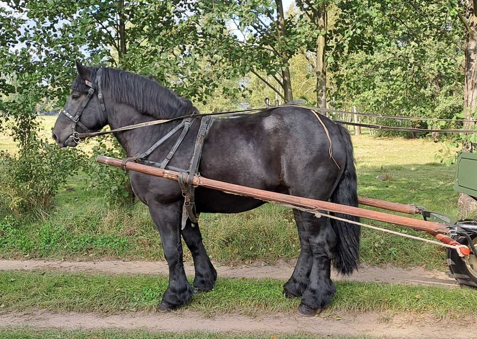 Kary ogier zimnokrwisty