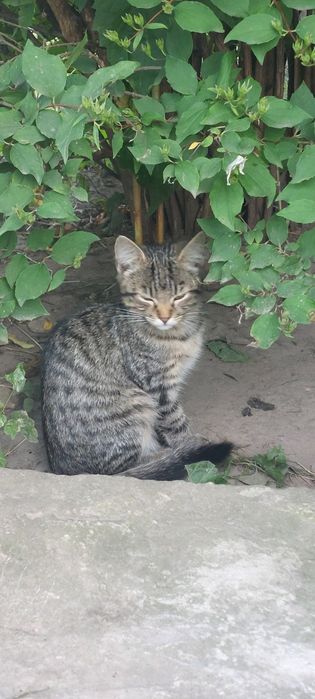 Віддамо кошенят у добрі руки