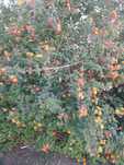 Arvores paisagem