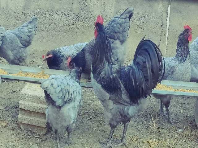 Інкубаційне яйце птиці різних порід Австралорп блакитний, чорний,спліш