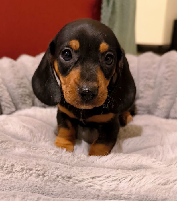 Jamnik miniaturowy krótkowłosy czarny podpalany