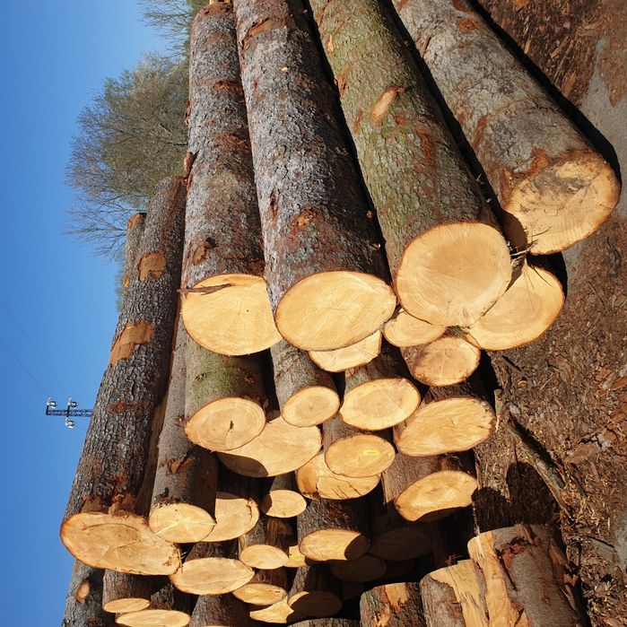 sprzedam jodłe jodła drewno drzewo