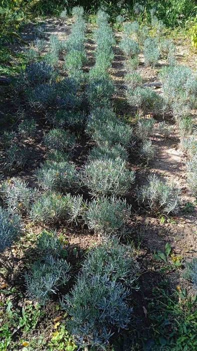 Декоративные кустарники и многолетники. Лавандин, перовския, шалфей