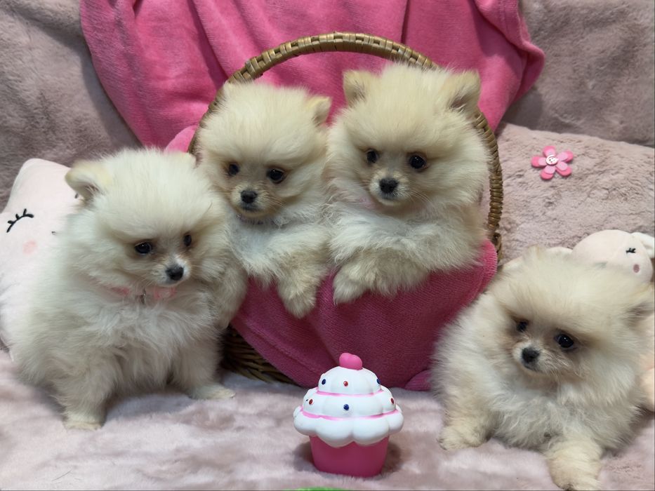 Szpic Miniaturowy - SUNIA