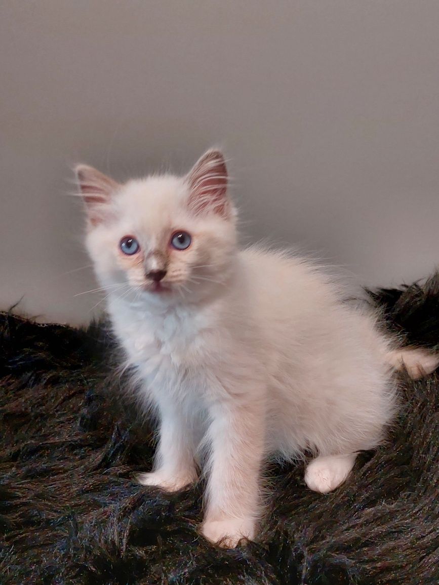 TELMA koteczka Ragdoll do rezerwacji