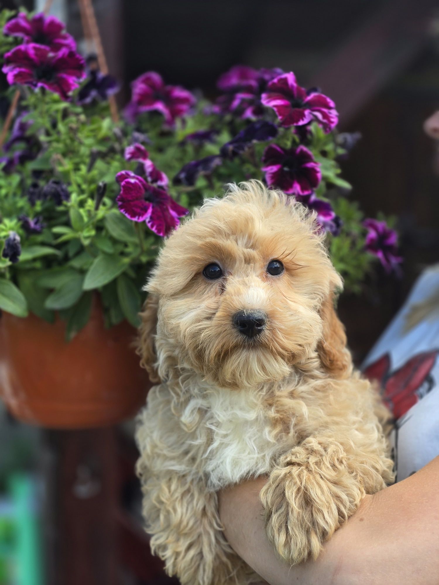 Maltipoo f1 piesek szczeniak do odbioru szczenię