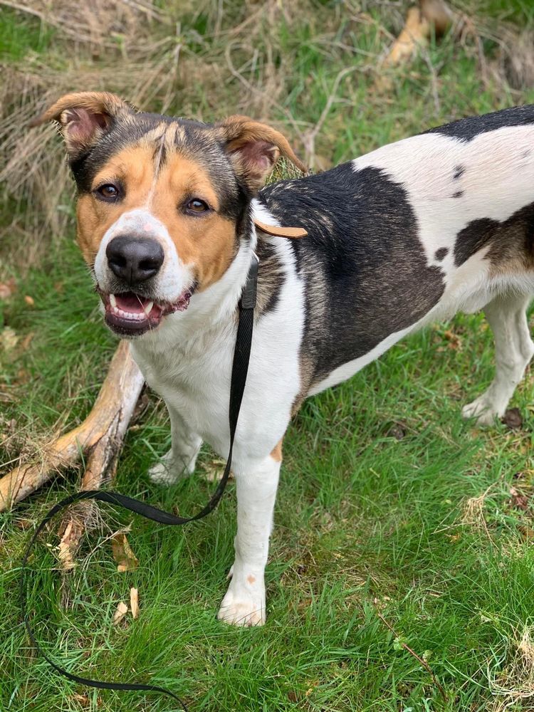 Lemon - duży młody i grzeczny do adopcji