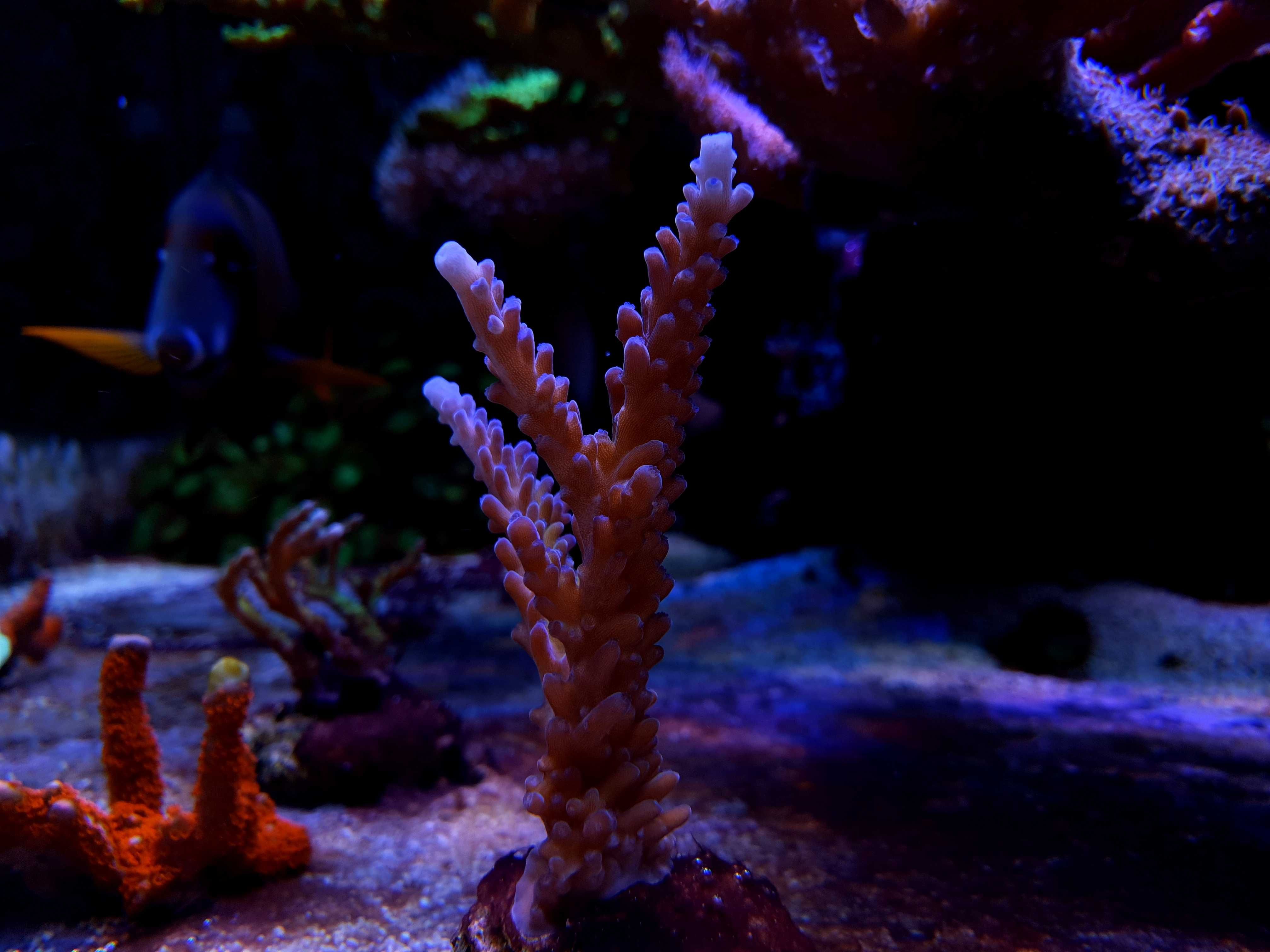 Acropora szczepki