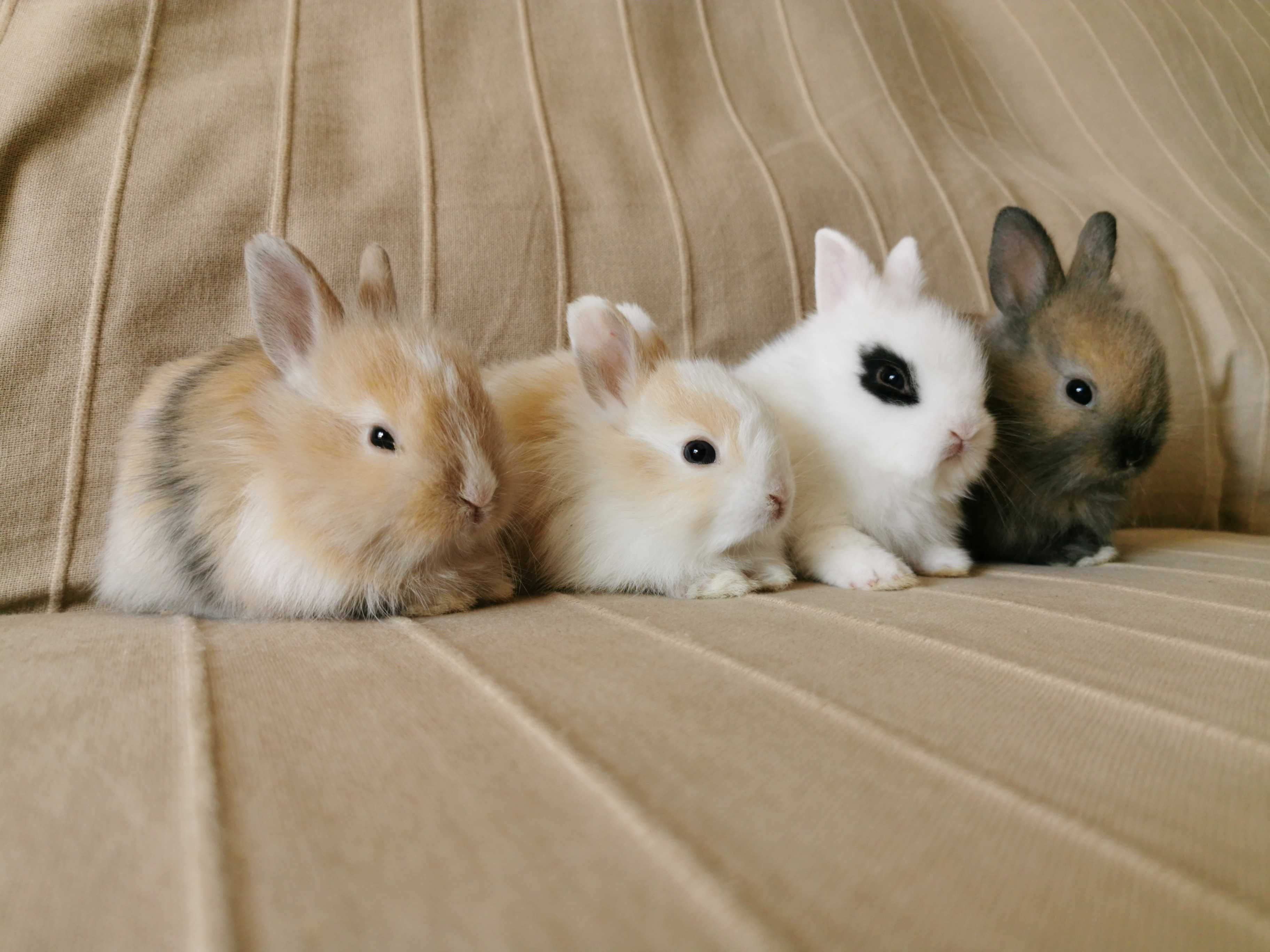 KIT completo coelhos anões minitoy e mini holandês muito fofos