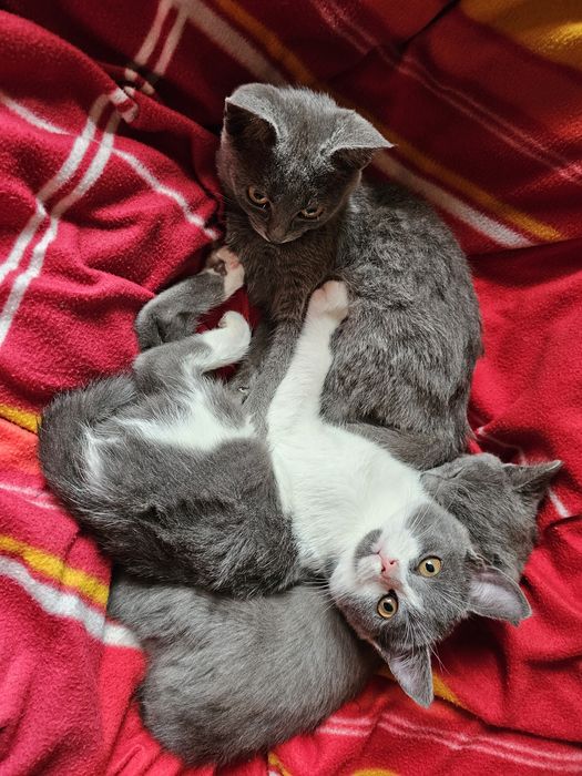 Кошенятка в добрі руки