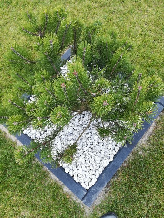 Kamień ogrodowy Kora kamienna, biała marianna