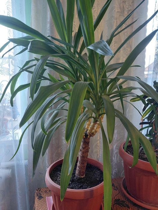 Вазон пальмова Юка Самовивіз