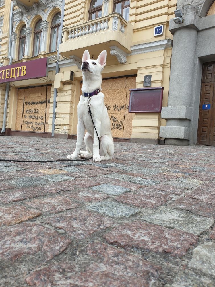 Віддам в добрі руки в двір метис хаскі і стафорда