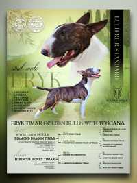 REPRODUKTOR Bulterier ERYK TIMAR Golden Bulls with Toscana