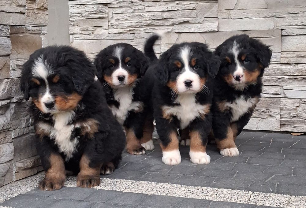 Berneński Pies Pasterski