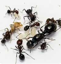 Колонії мурах-женців (messor structor)