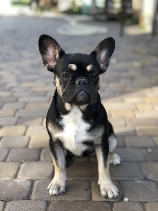 Французський бульдог