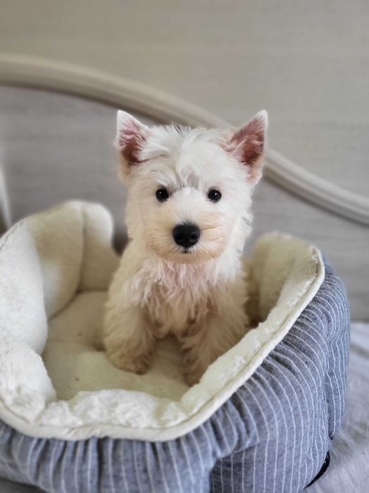 Цуценята Вест Хайленд Уайт Терьер