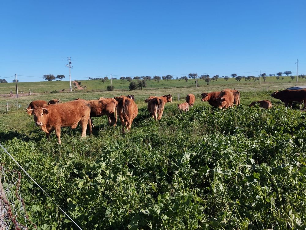 Lote de novilhas