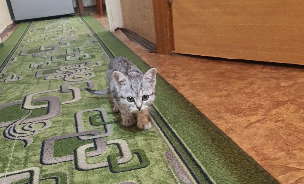 Отдам котят бесплатно