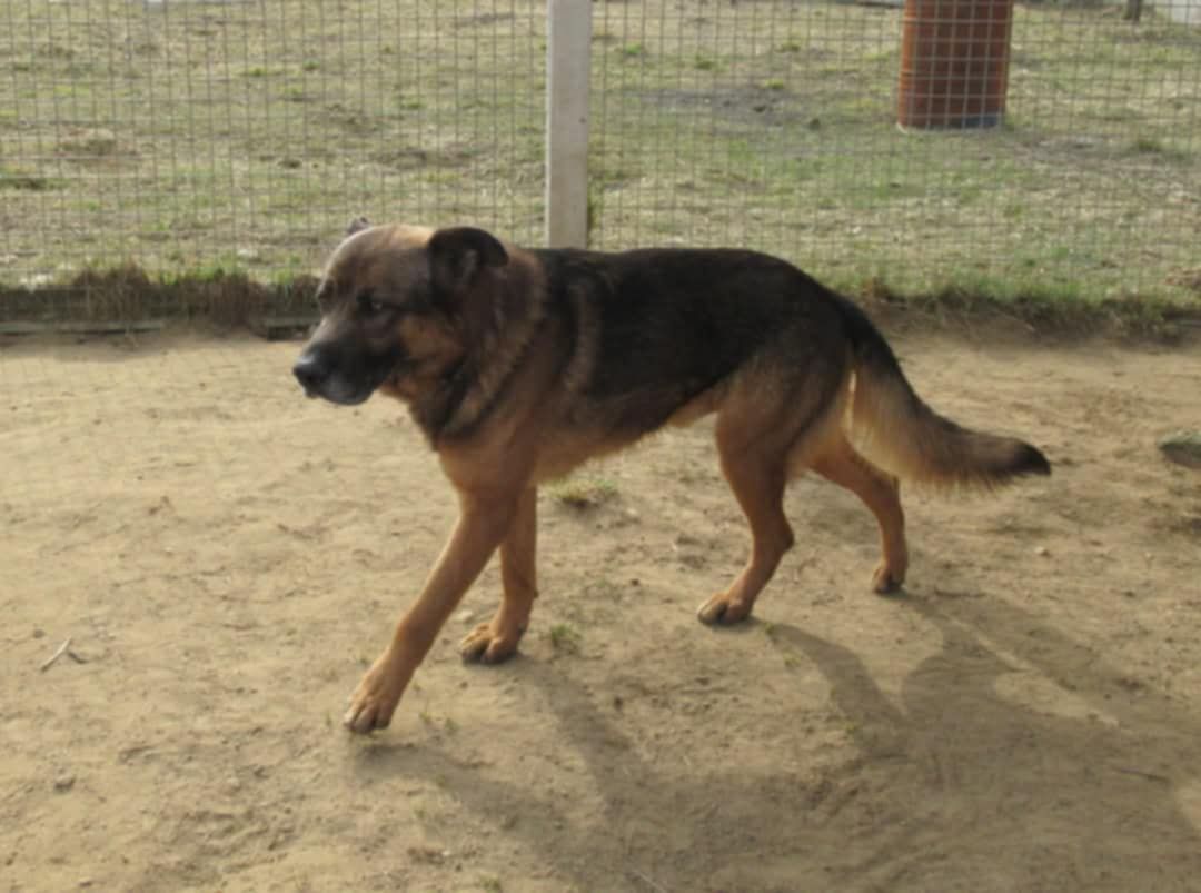 Owczarek Rasti do adopcji