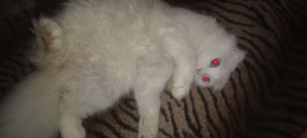 Интересный Котик в Добрые руки