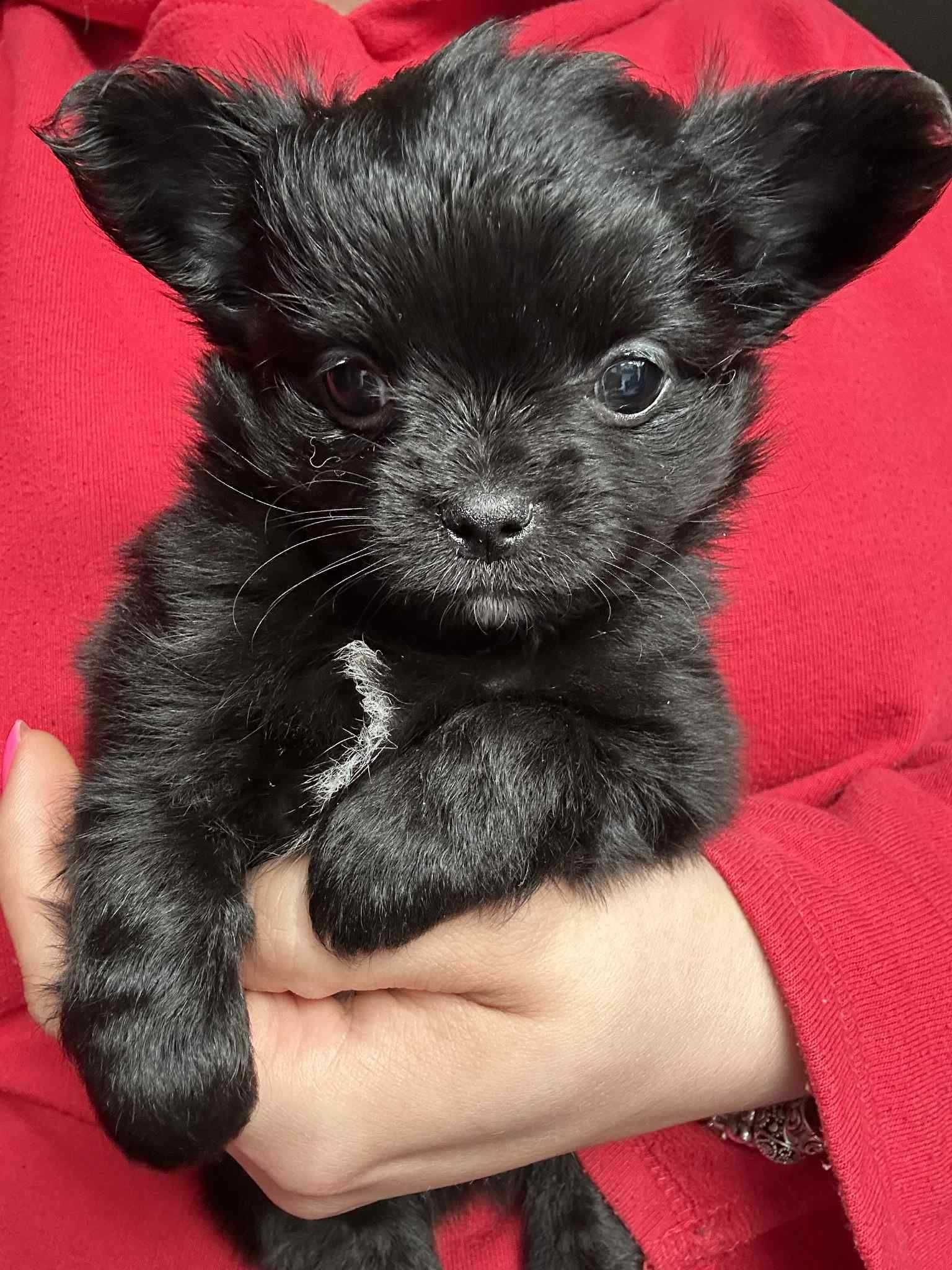 Zjawiskowy mini czarniutki długowłosy samczyk chihuahua