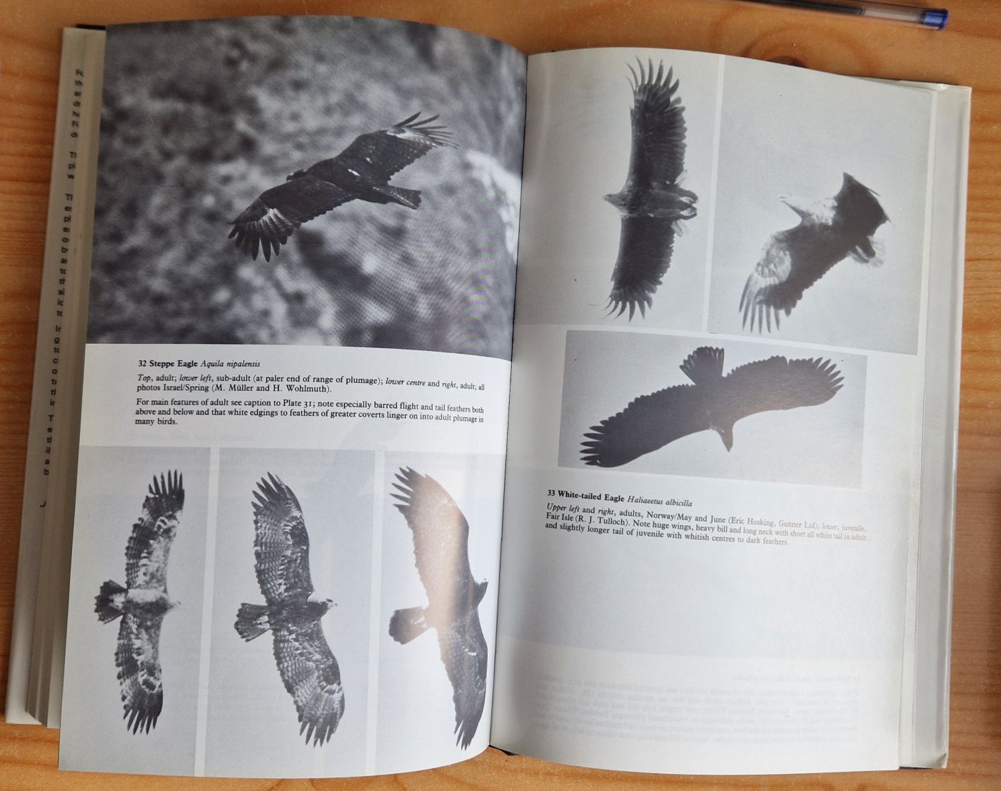 Flight Identification of European Raptors - Porter, Willis