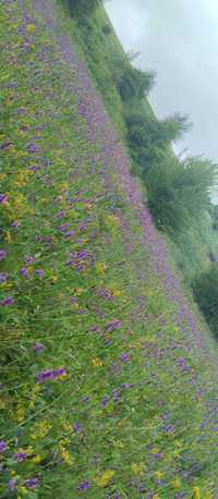 Nasiona bukwicy lekarskiej (Betonica officinalis) - wildflower seeds