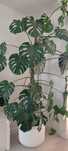 Monstera 240 cm wysokości