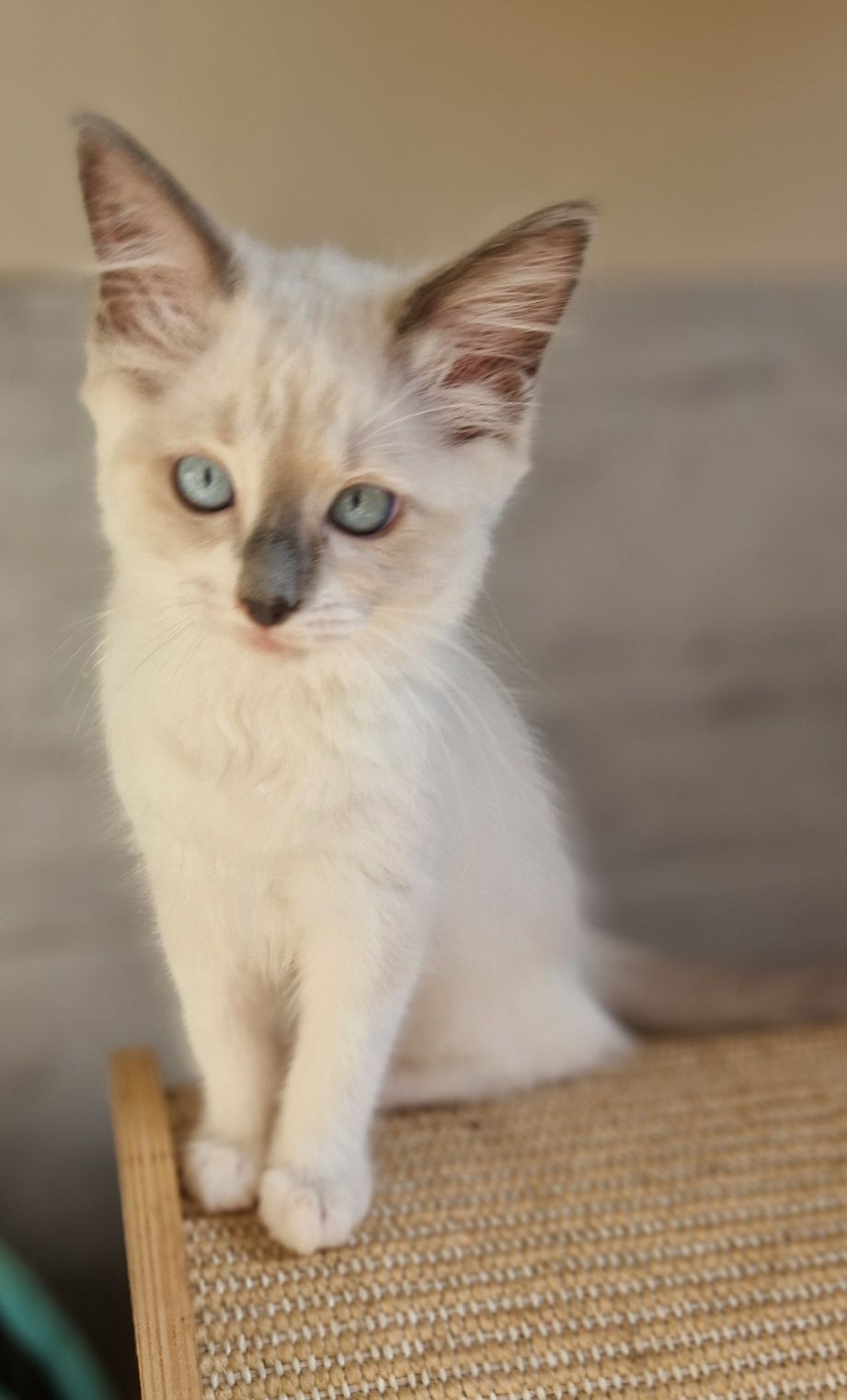 Śliczna kotka ragdoll