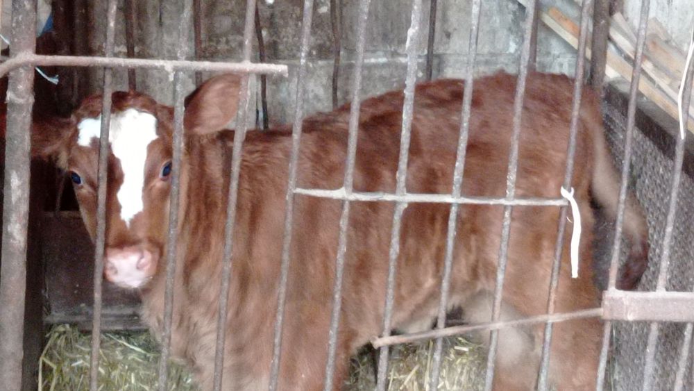 Продам телятко ( дівчинка)