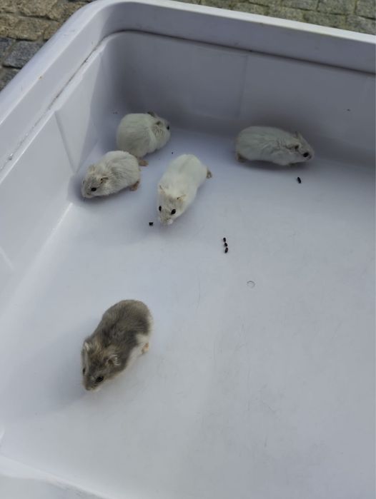 Hamsters 5 euros cada