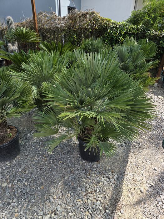 Chamaerops Humilis 'Vulcano' - Karłatka niska 120 cm