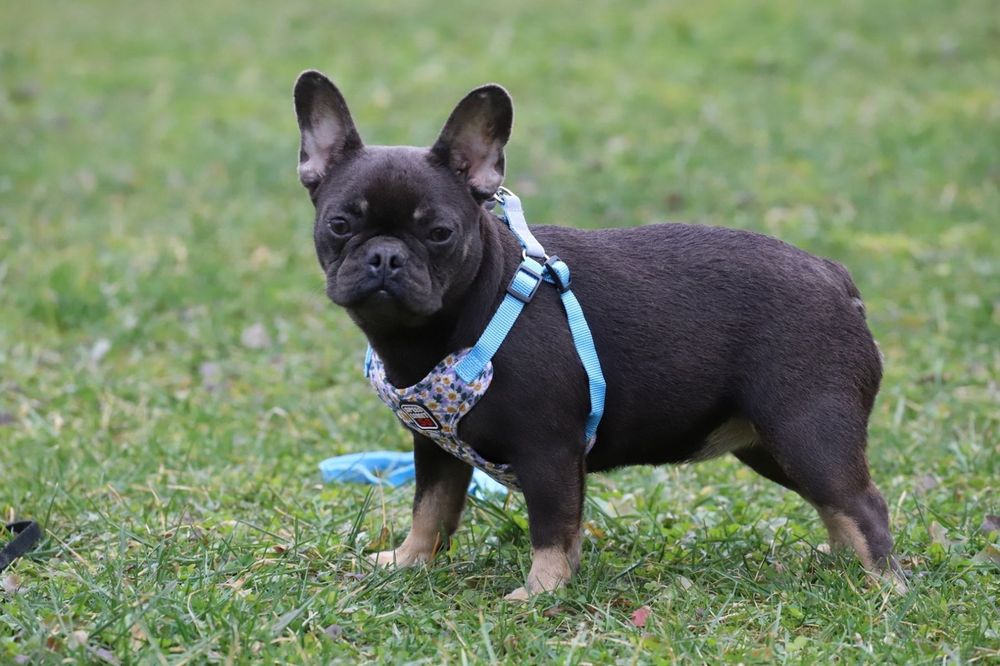 Голубо- подпалая девочка французского бульдога
