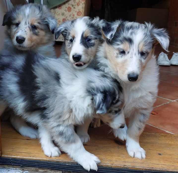 Owczarek szkocki długowłosy Collie, szczeniak gotowy do odbioru