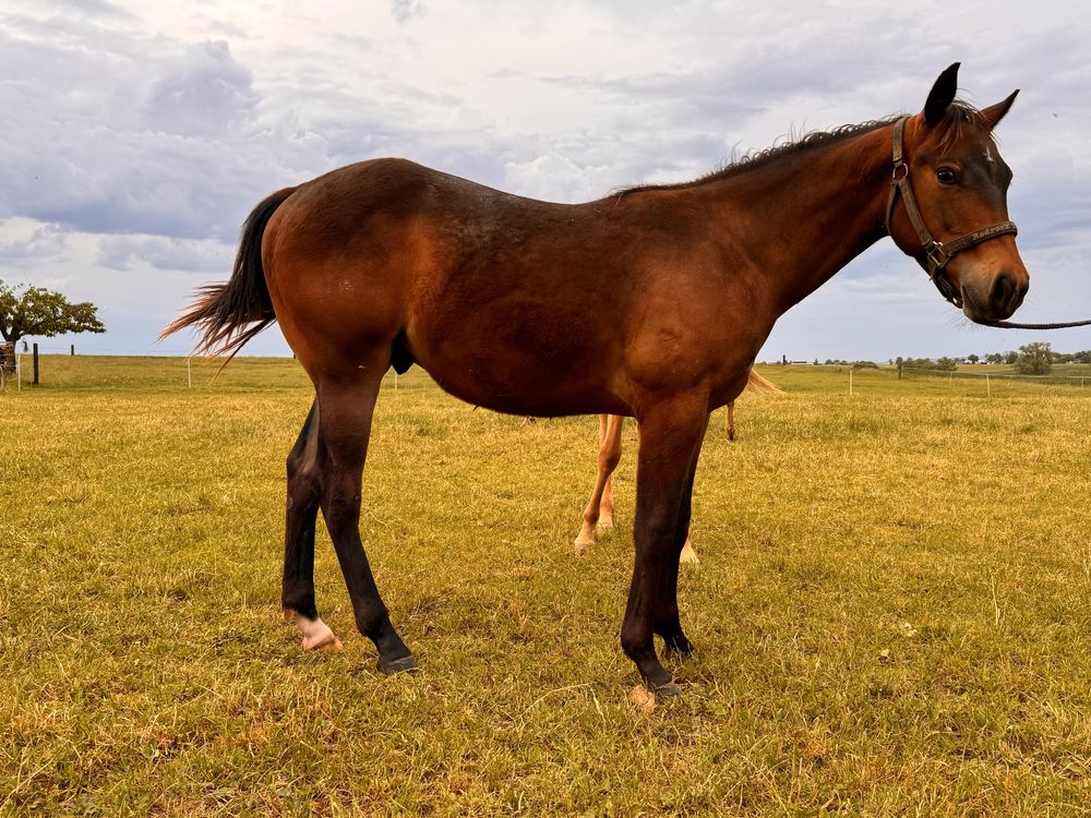 Wałach Quarter Horse