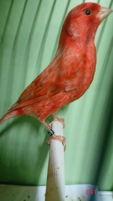 Kanarek Izabela Czerwona samce po wystawowe