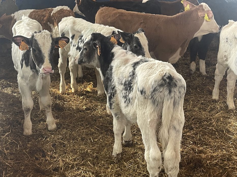 Cielaki mięsne byczki jałóweczki