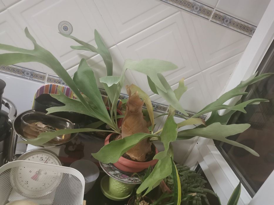 Planta Platycerium grande