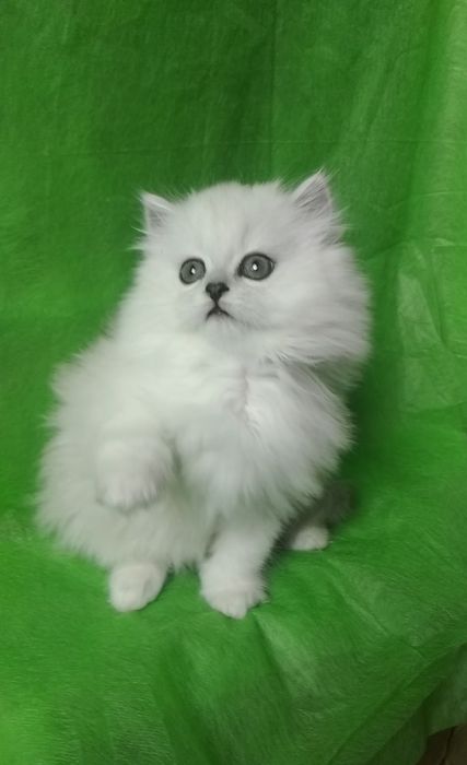 Серебристый шиншилла хайленд белый